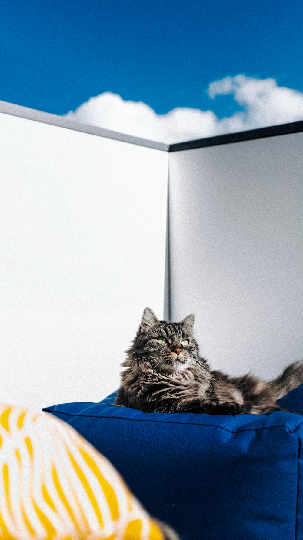 a cat is sitting on a blue bean bag