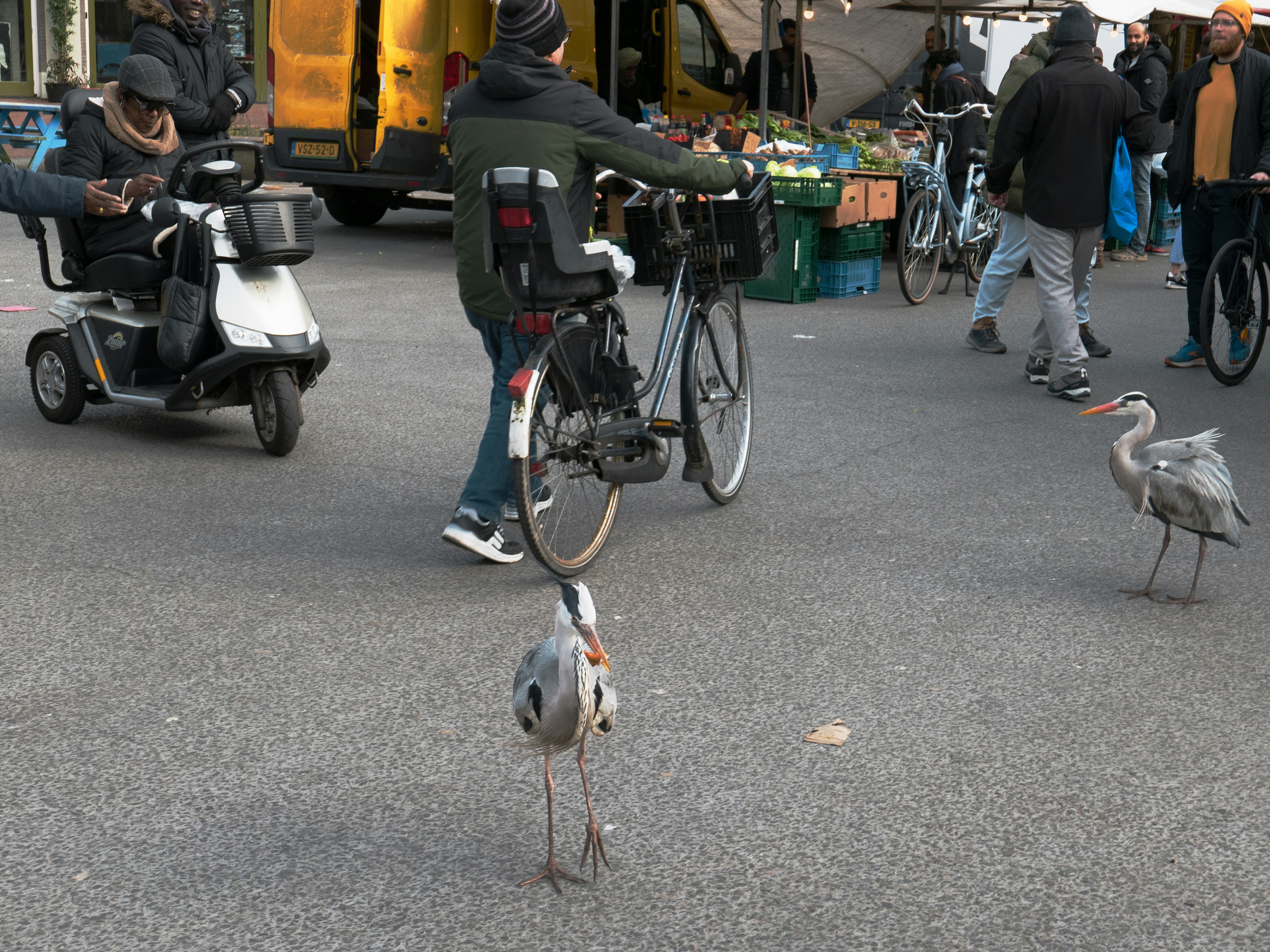 Two herons are walking over the street market very freely, near the popular fish stall on the square Dapperplein in Amsterdam East. The local people give them priority, so they can go where they want between the scoot mobiles, pedestrians and people, walking with thier bicycles.