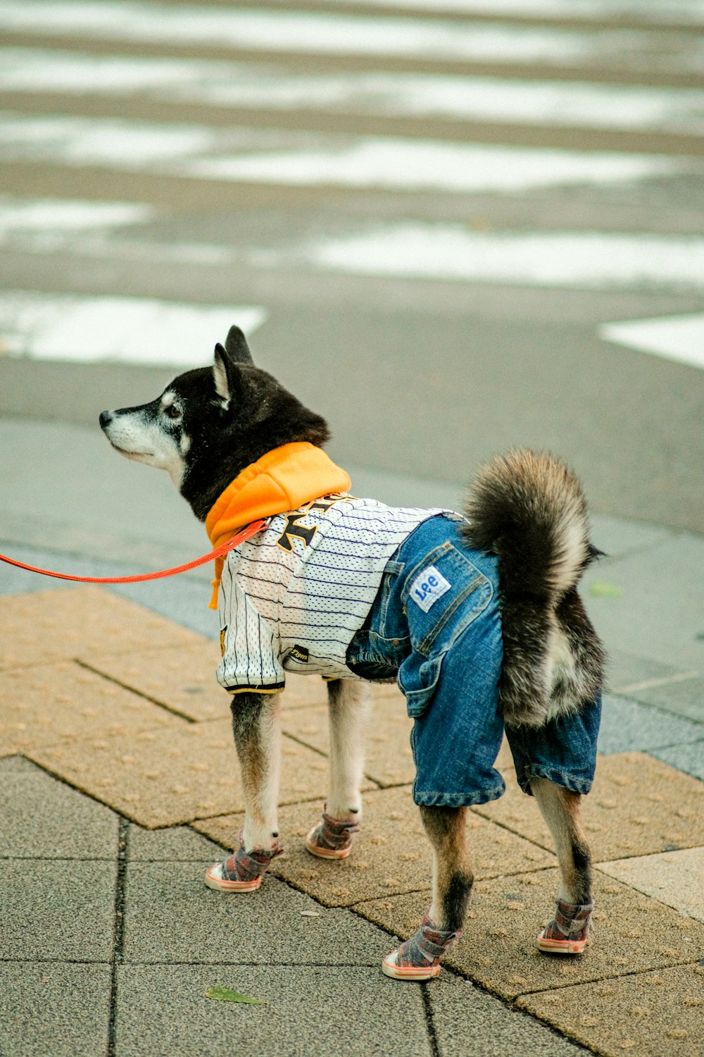 a dog wearing a jacket and a vest on a leash