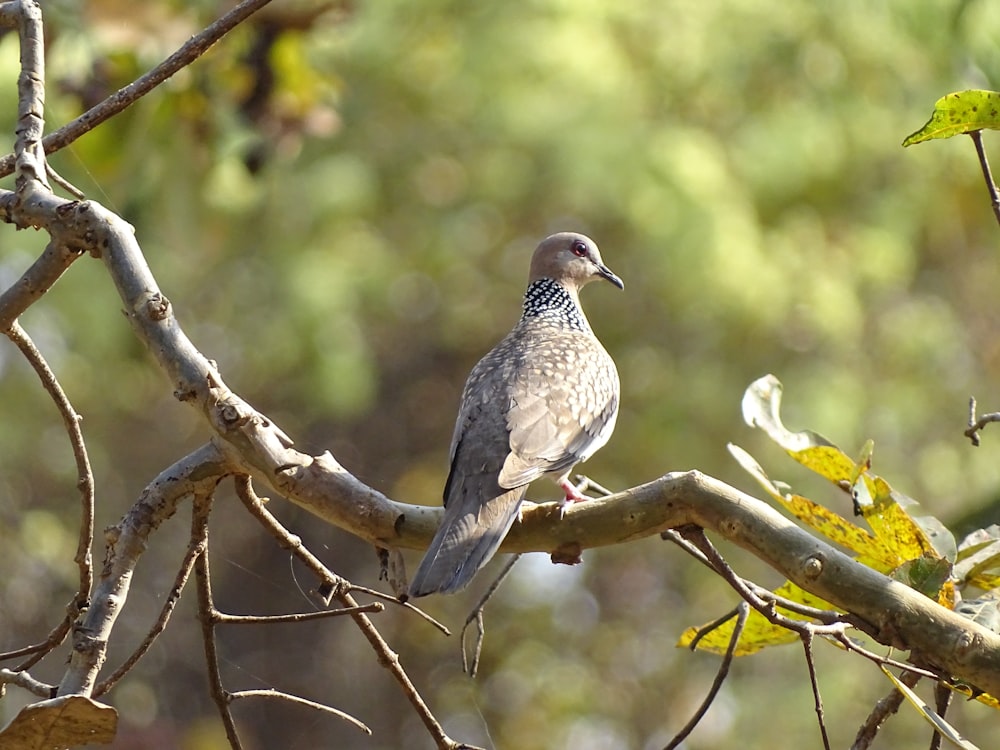 a bird perched on a branch in a tree