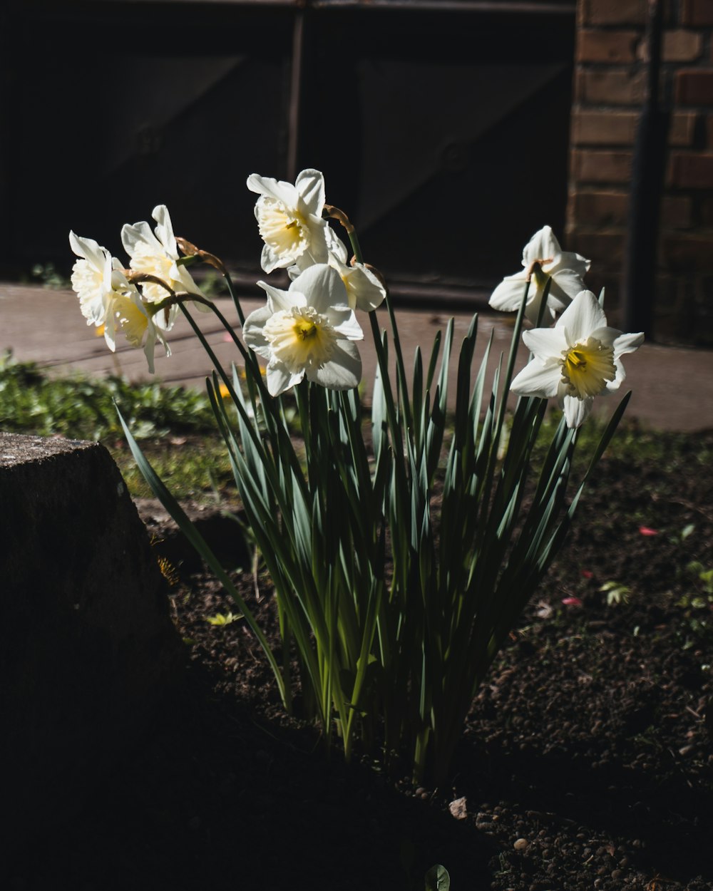 a bunch of flowers that are in the dirt