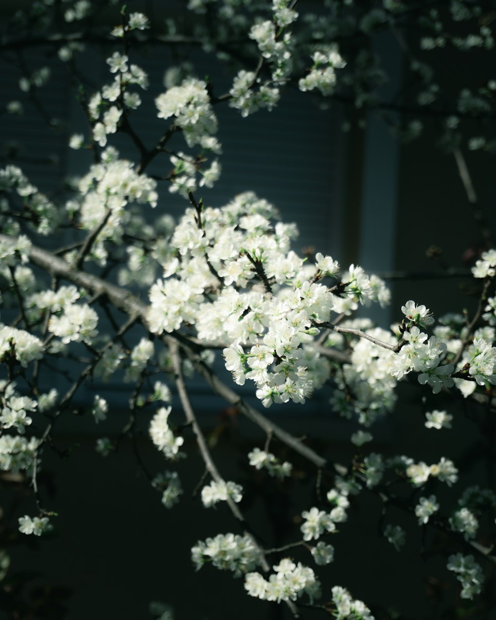 a close up of a tree with white flowers