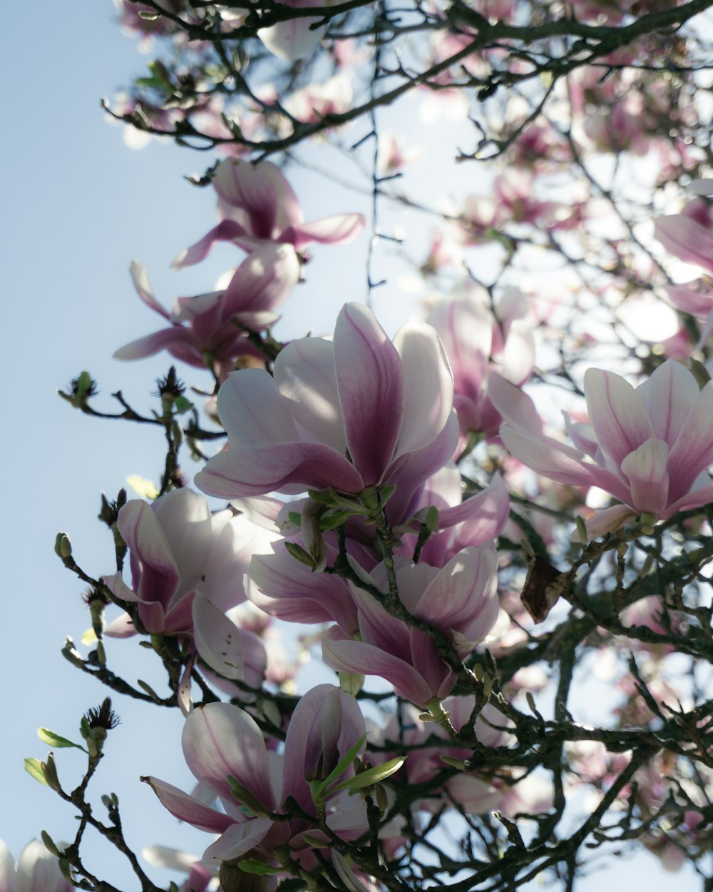 un albero pieno di tanti fiori rosa