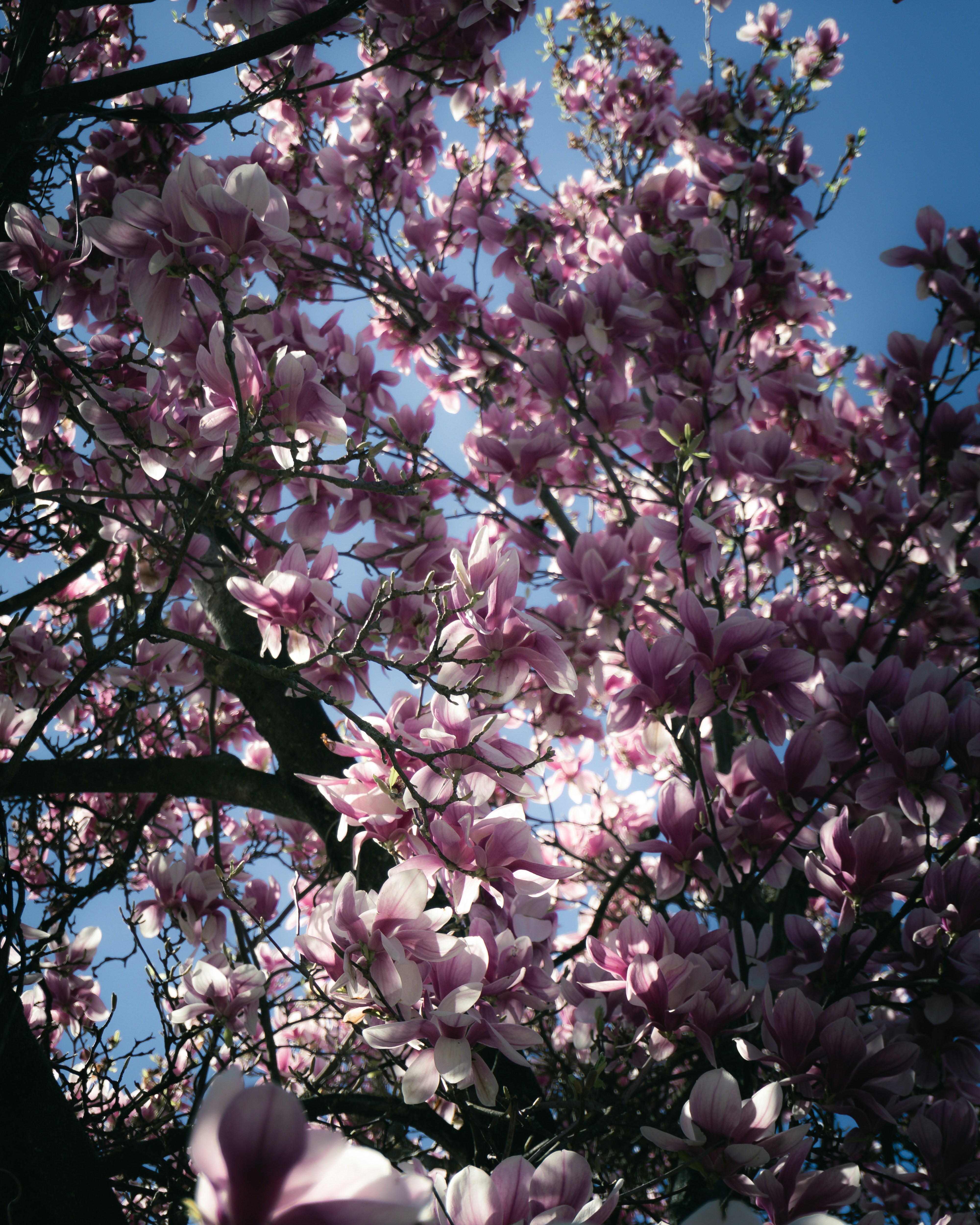 Photo by puskas_dominik