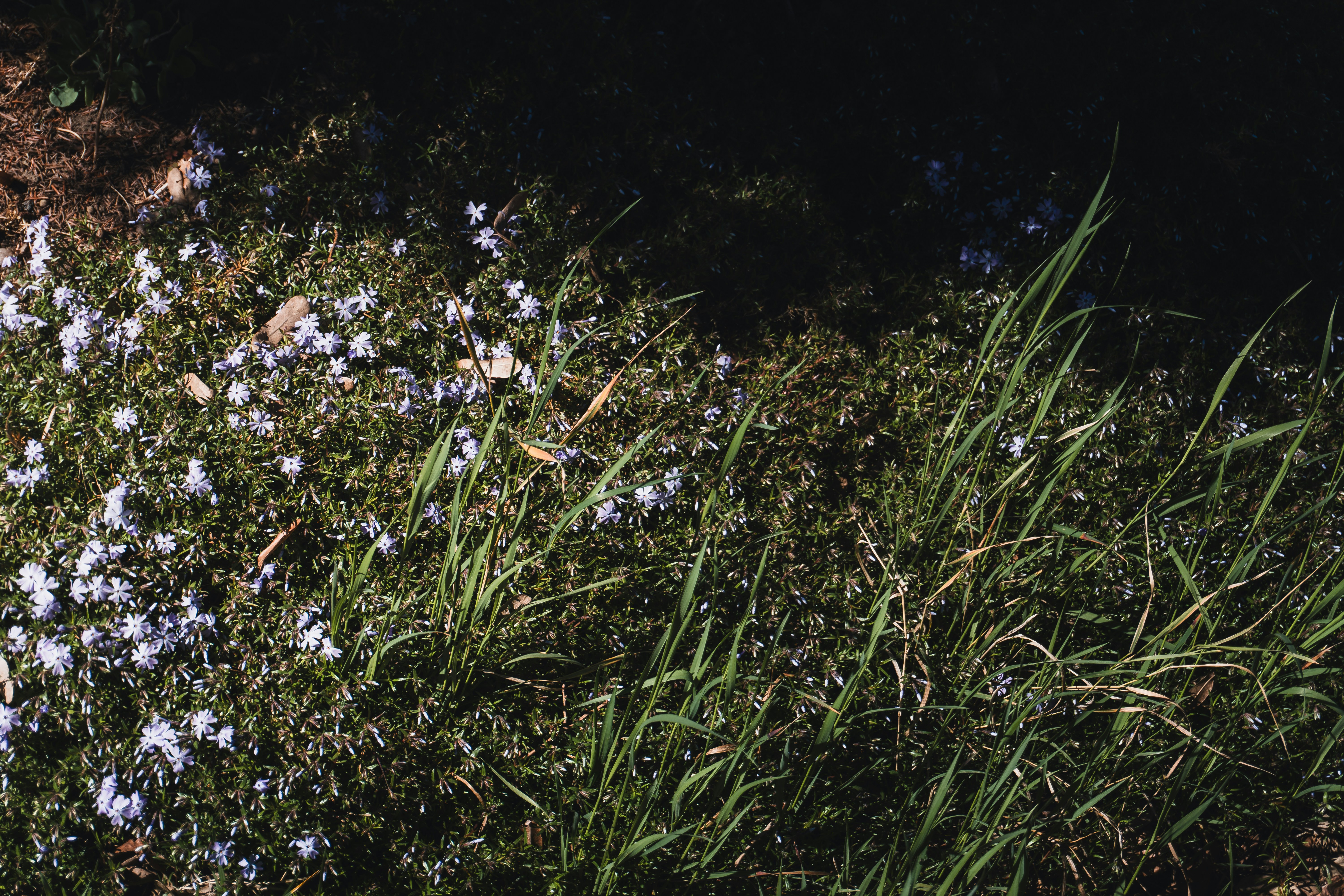 Photo by puskas_dominik