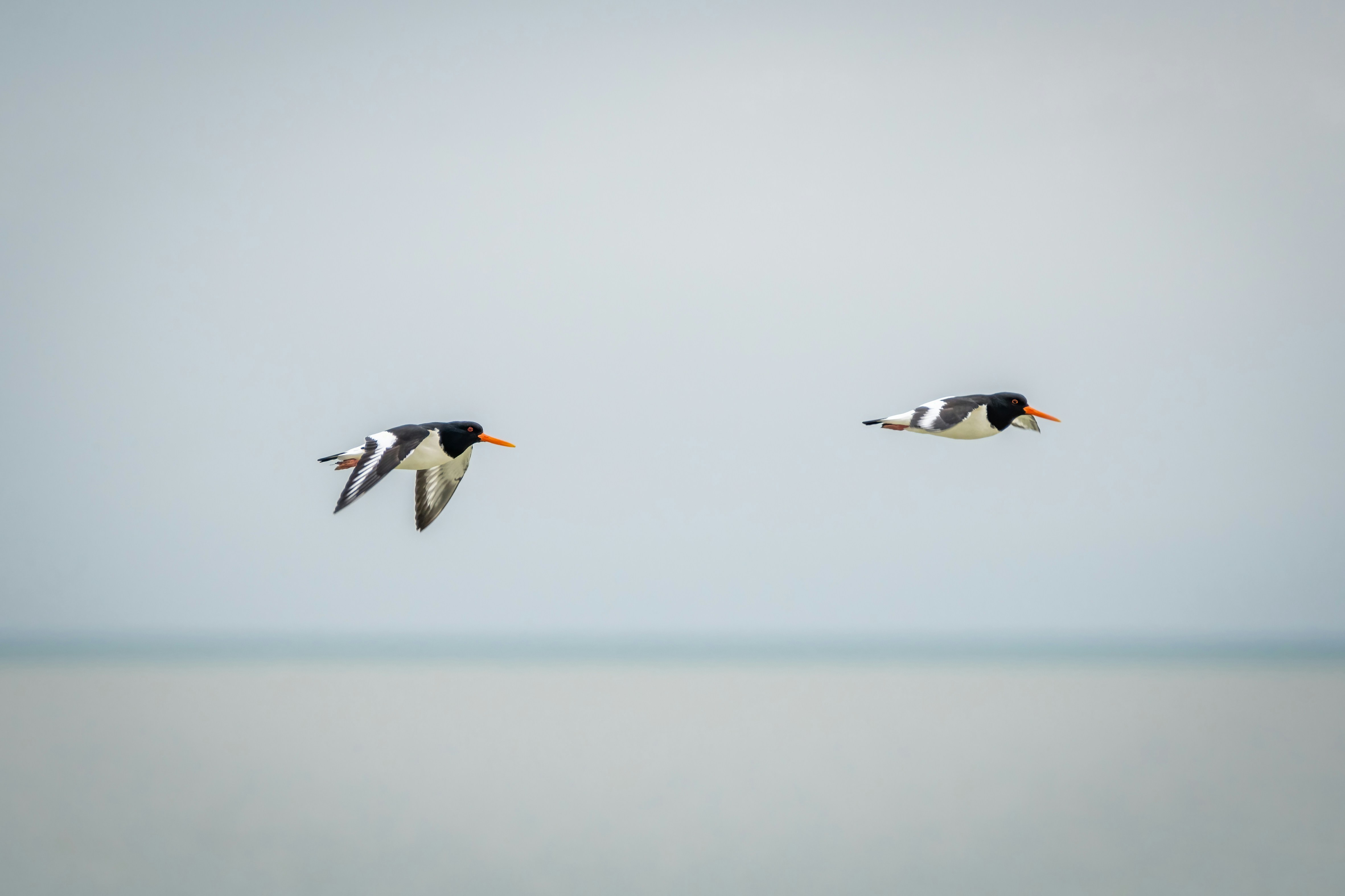 a couple of birds flying over a large body of water