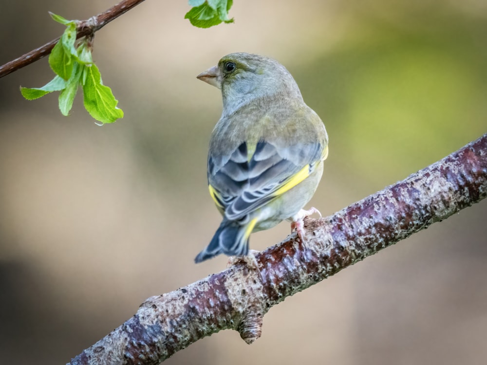 a small bird perched on a branch of a tree