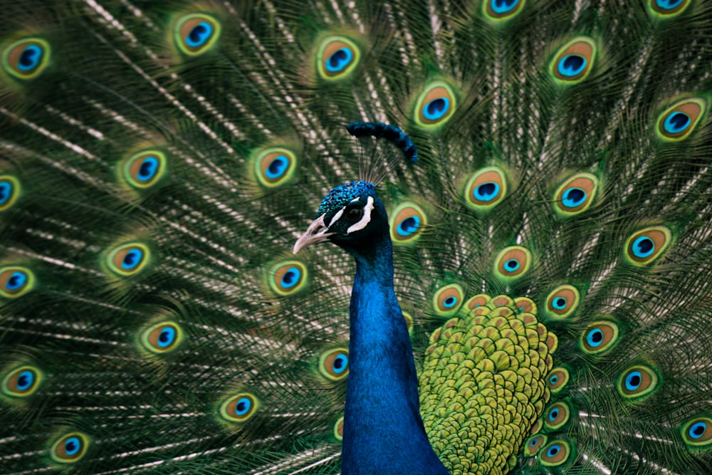 a peacock with its feathers spread out