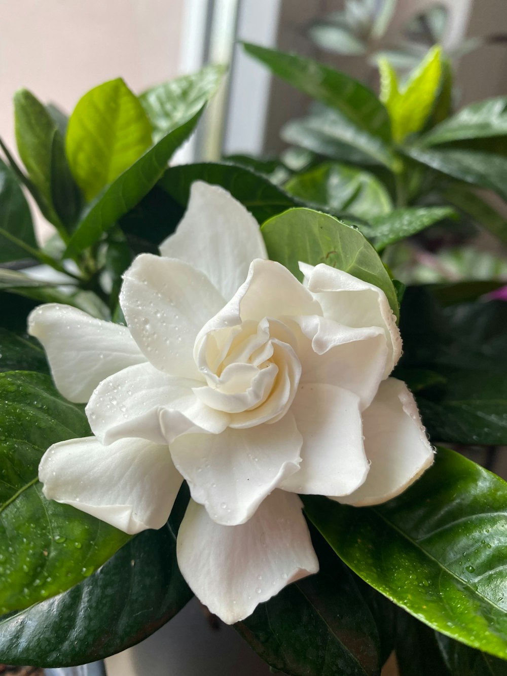 a close up of a white flower on a plant