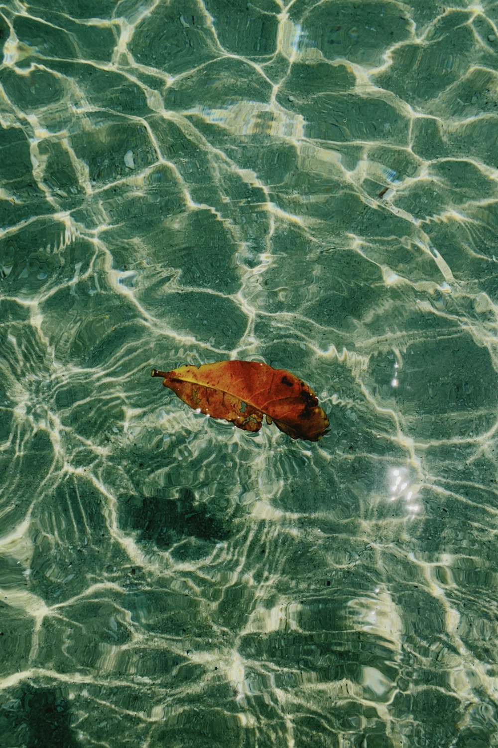 a leaf floating on top of a body of water