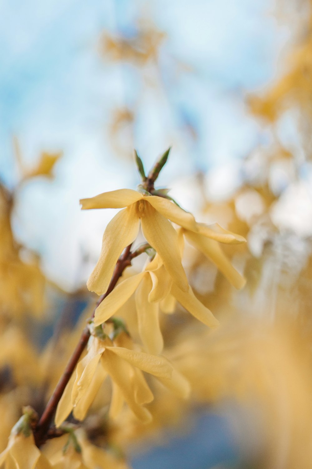 a close up of a yellow flower on a tree