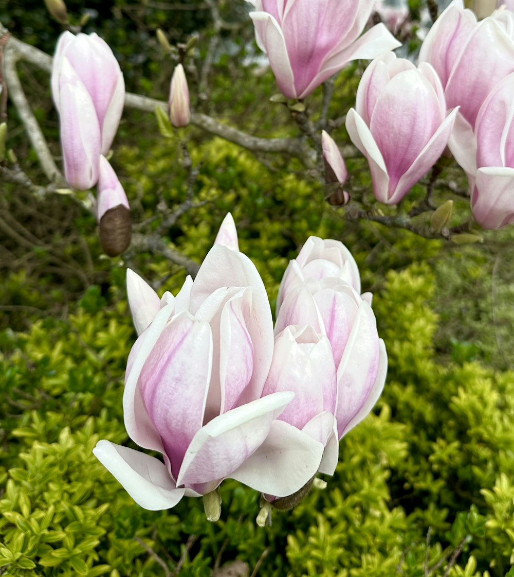 a bunch of pink flowers that are on a tree