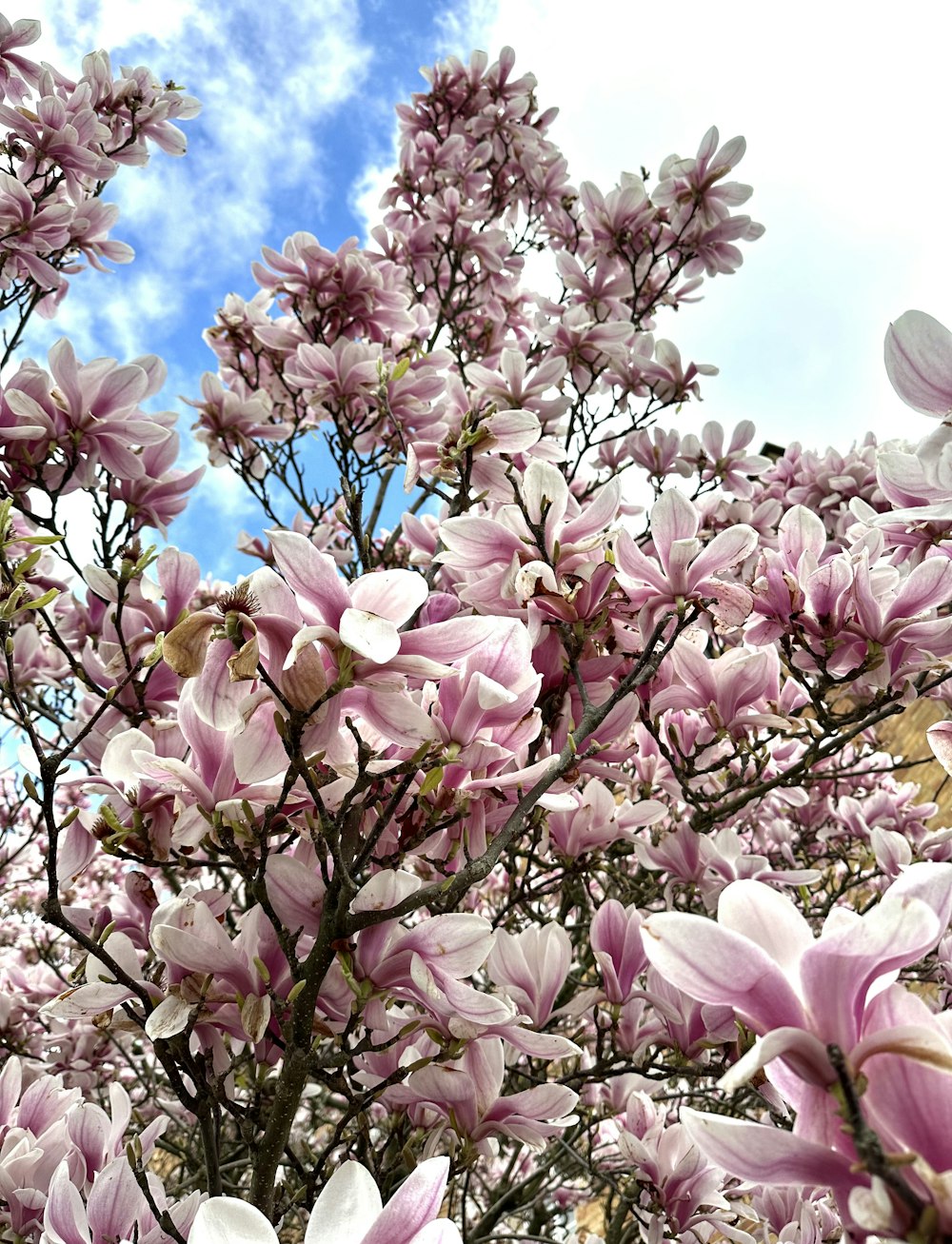 a tree with lots of purple flowers on it