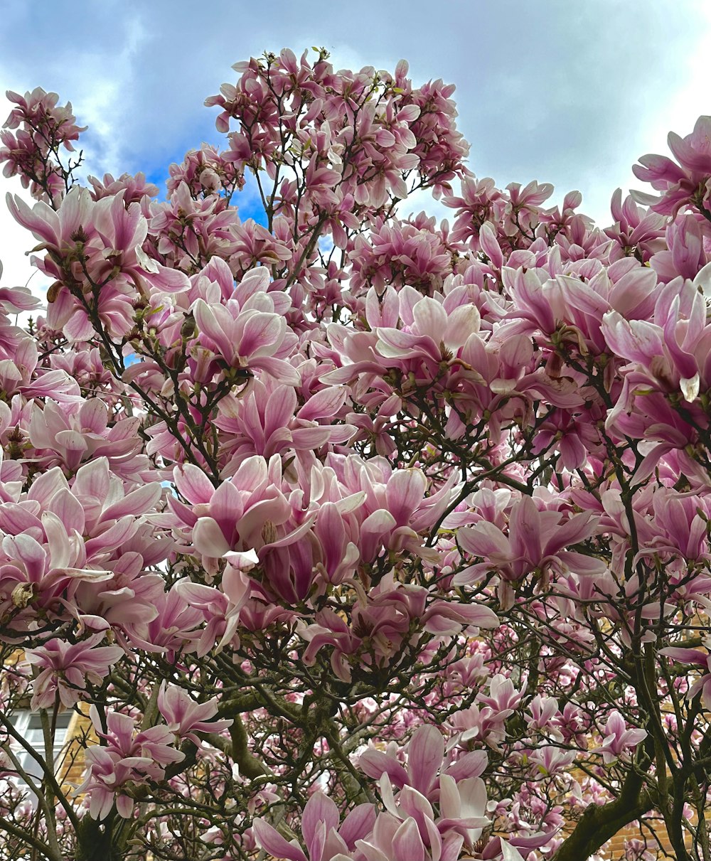 a tree filled with lots of pink flowers