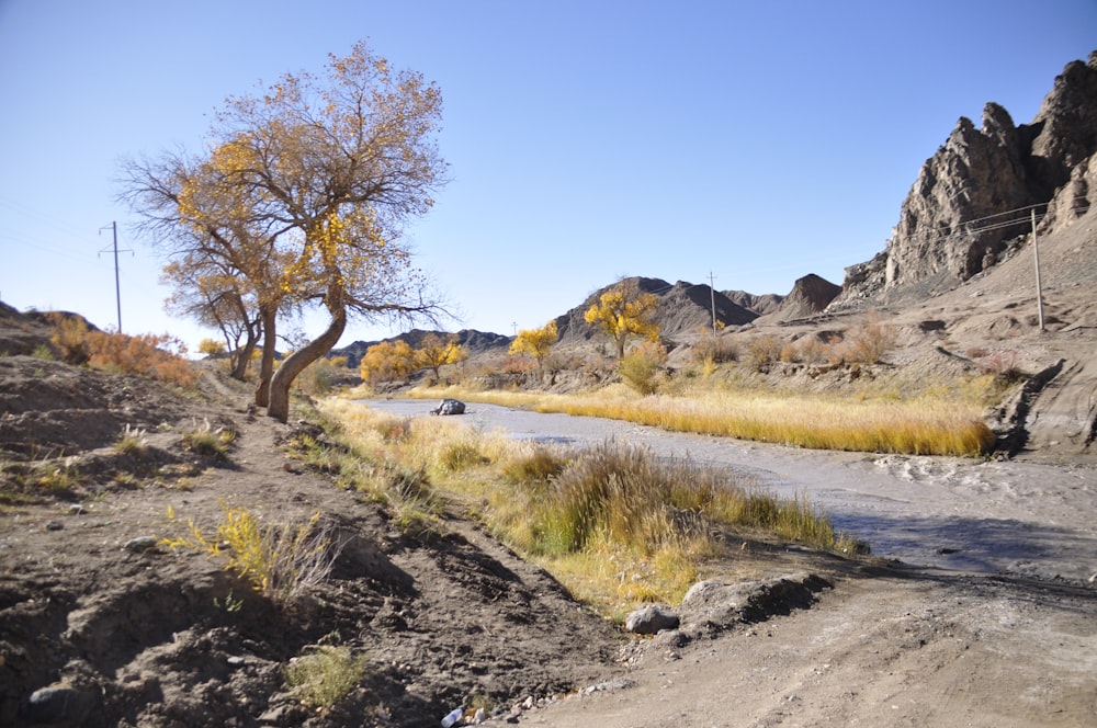 a lone tree on the side of a road