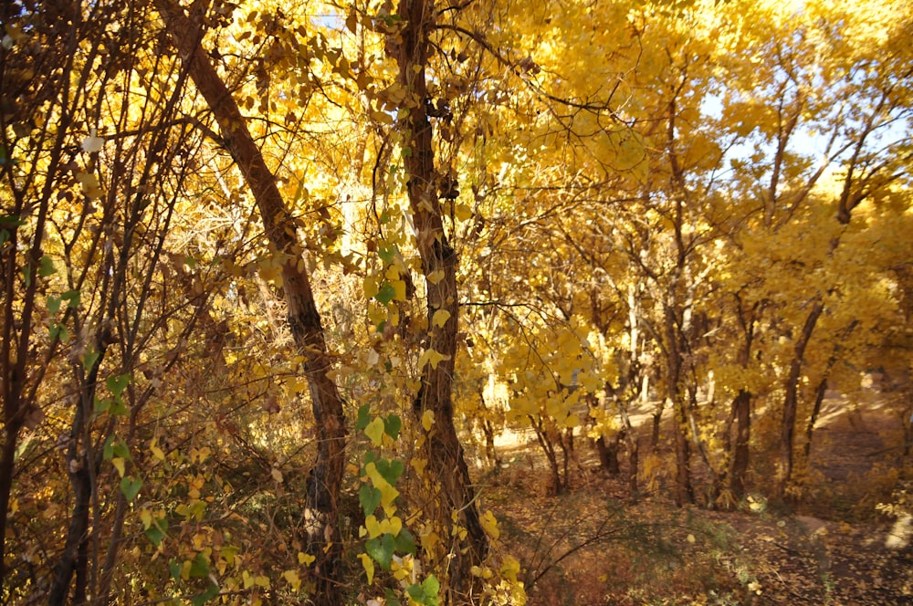 a forest filled with lots of trees covered in yellow leaves