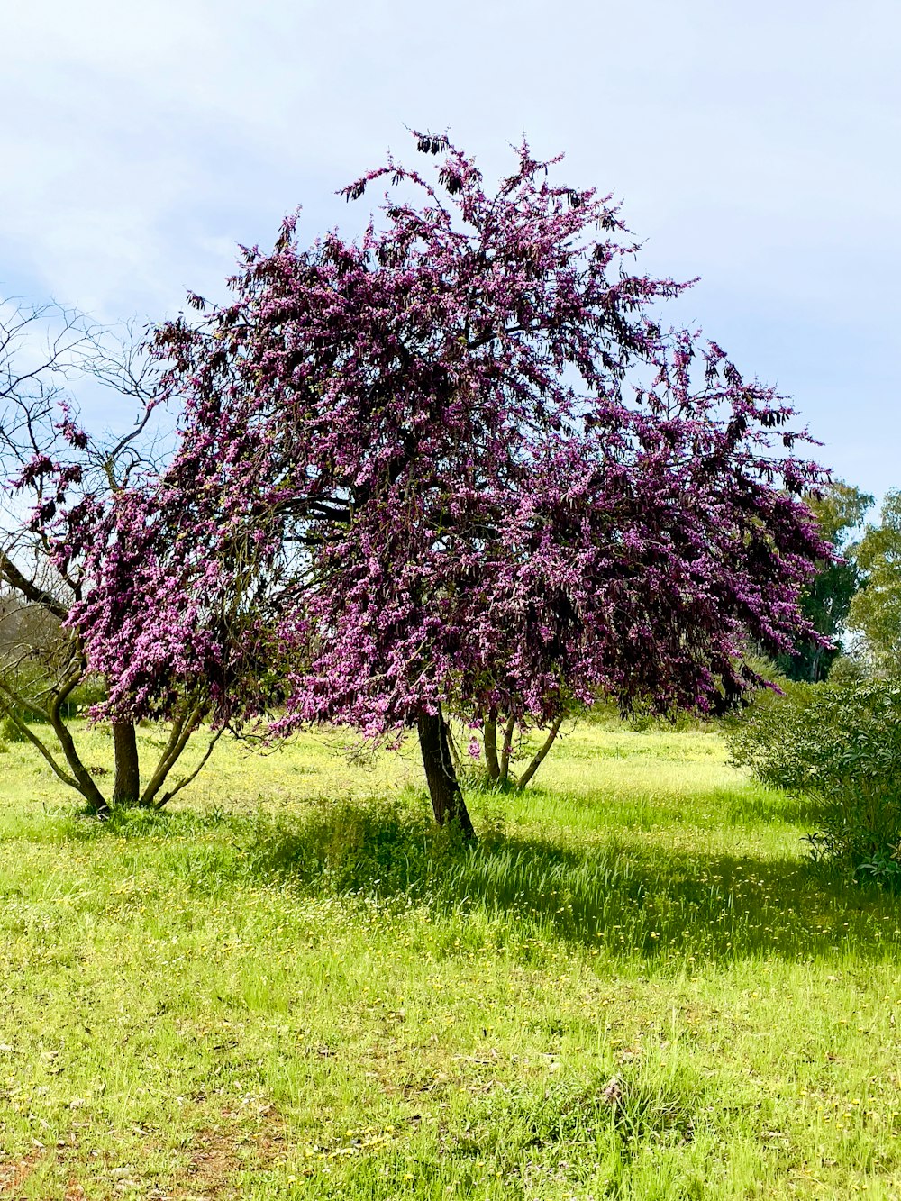 a tree with purple flowers in a grassy field