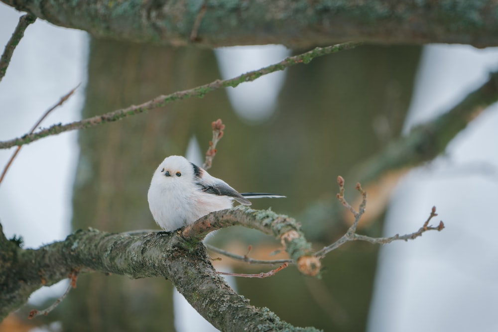 a small white bird perched on a tree branch