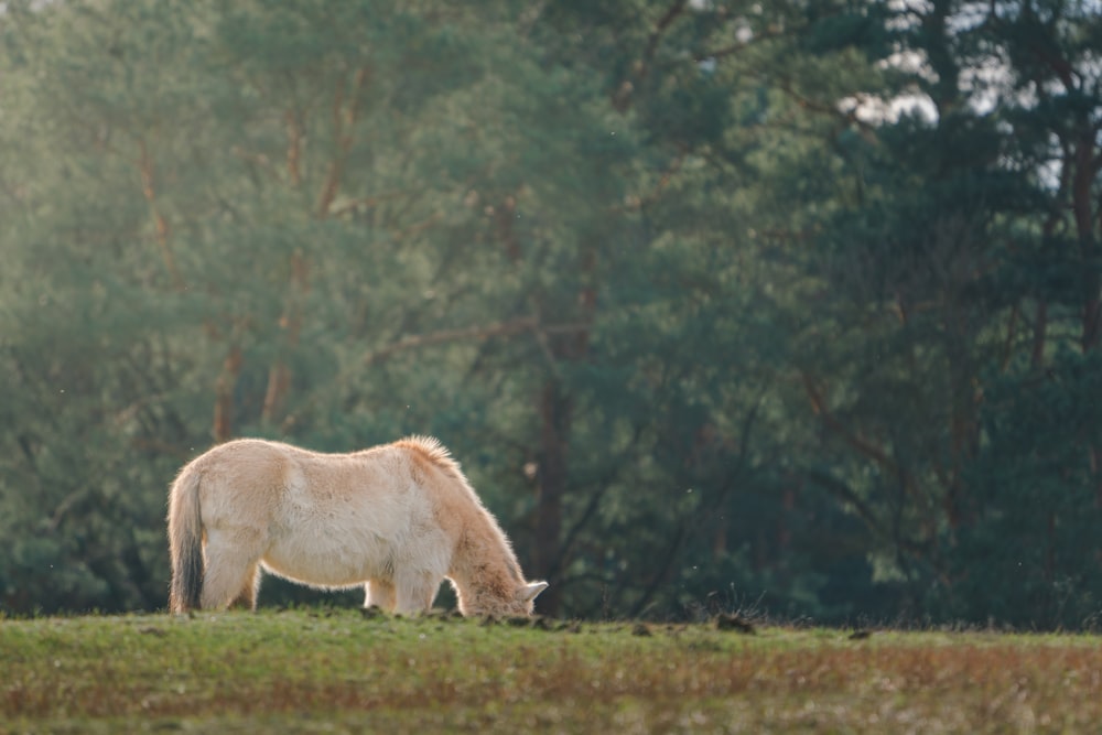 a white horse grazing in a field with trees in the background