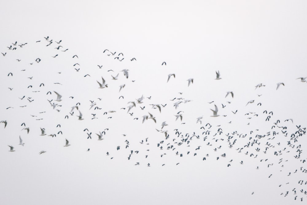 una bandada de pájaros volando en el cielo