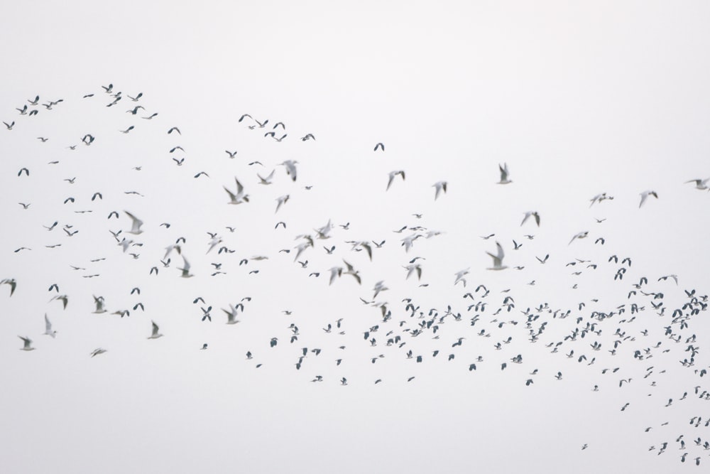 a flock of birds flying in the sky