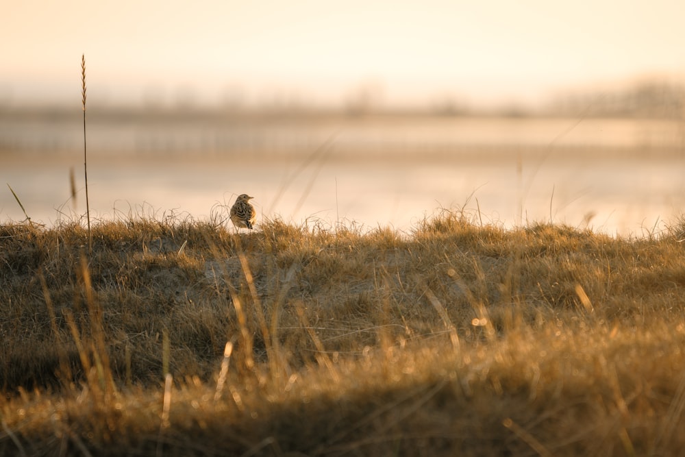 a small bird sitting on top of a dry grass covered field