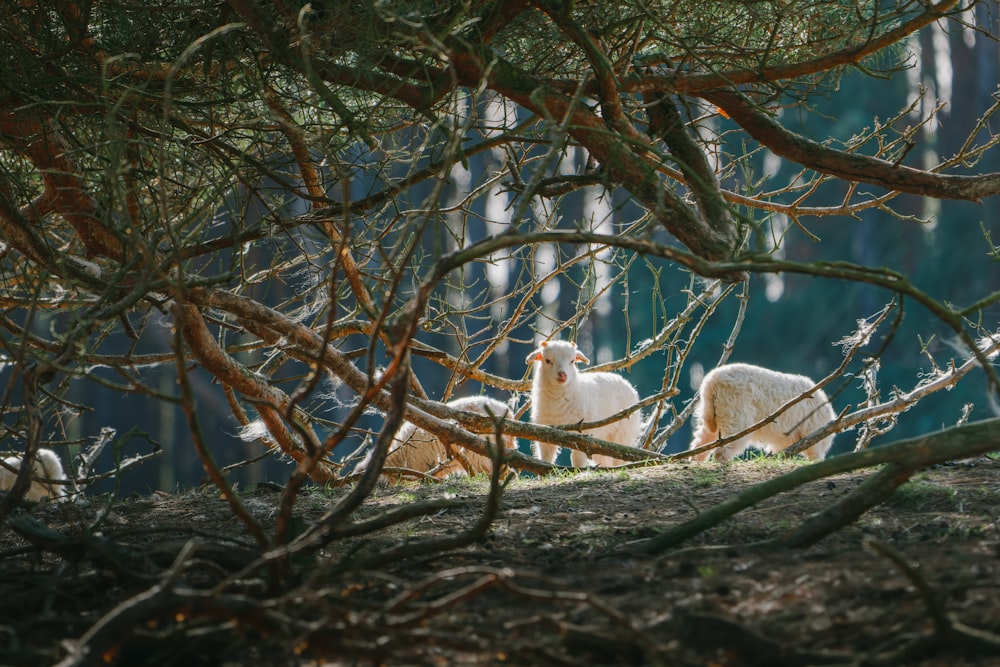 a group of sheep sitting in the shade of a tree