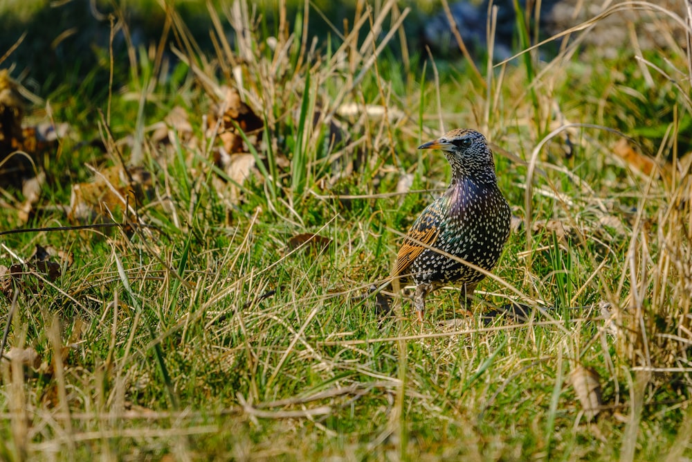 a bird is standing in the tall grass