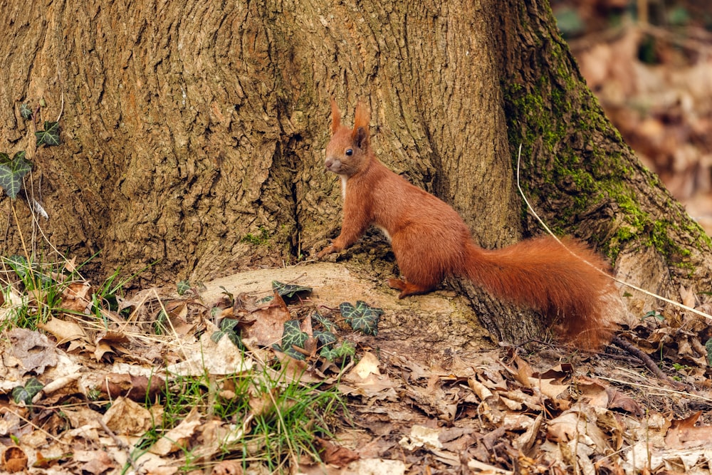 un écureuil roux assis sur le sol à côté d’un arbre