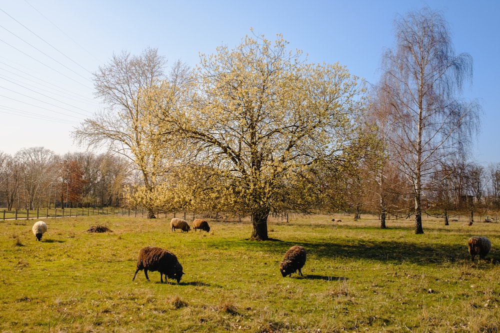 a herd of sheep grazing on a lush green field
