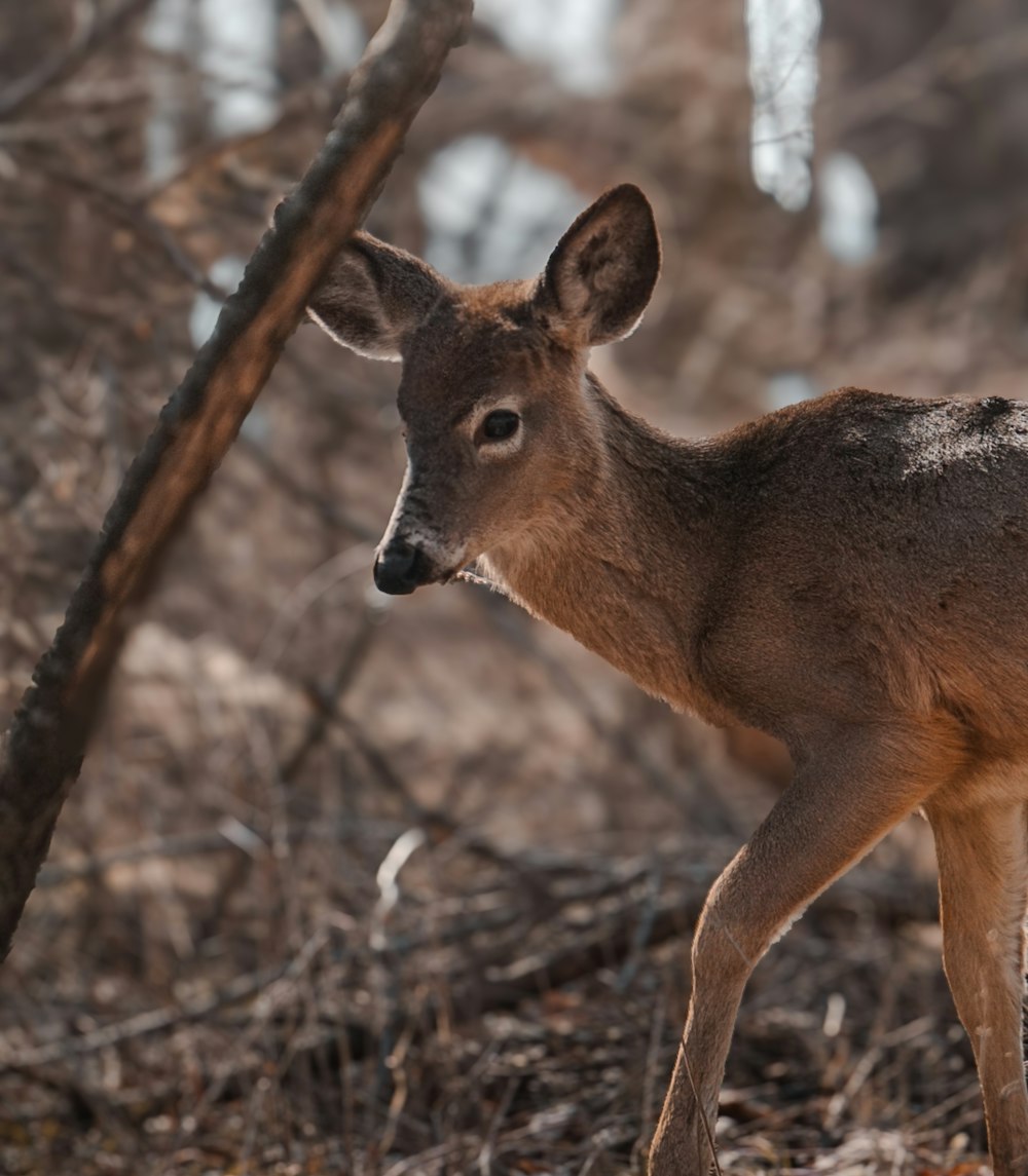 a young deer is walking through the woods