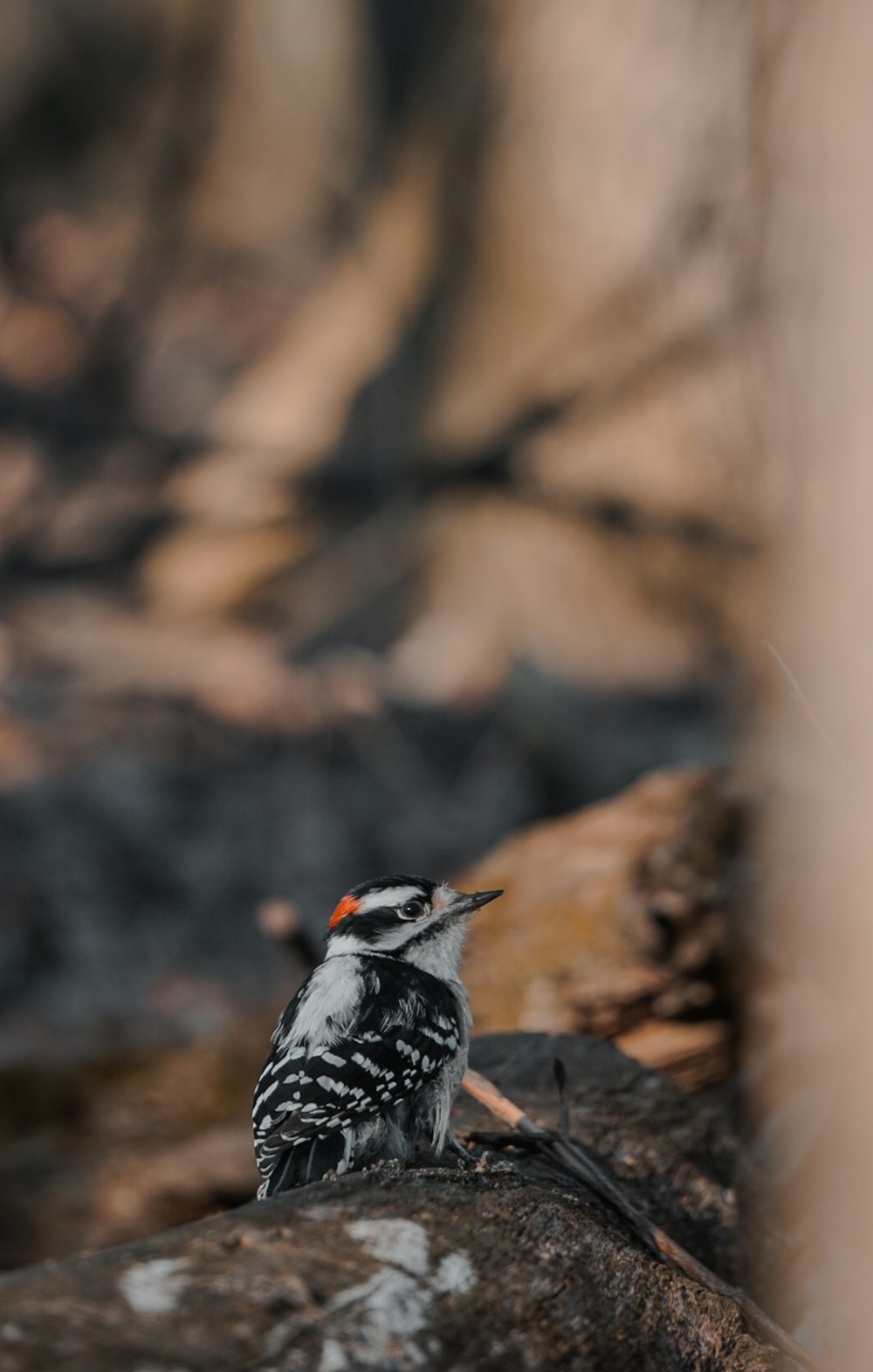 un pequeño pájaro sentado en lo alto de una roca