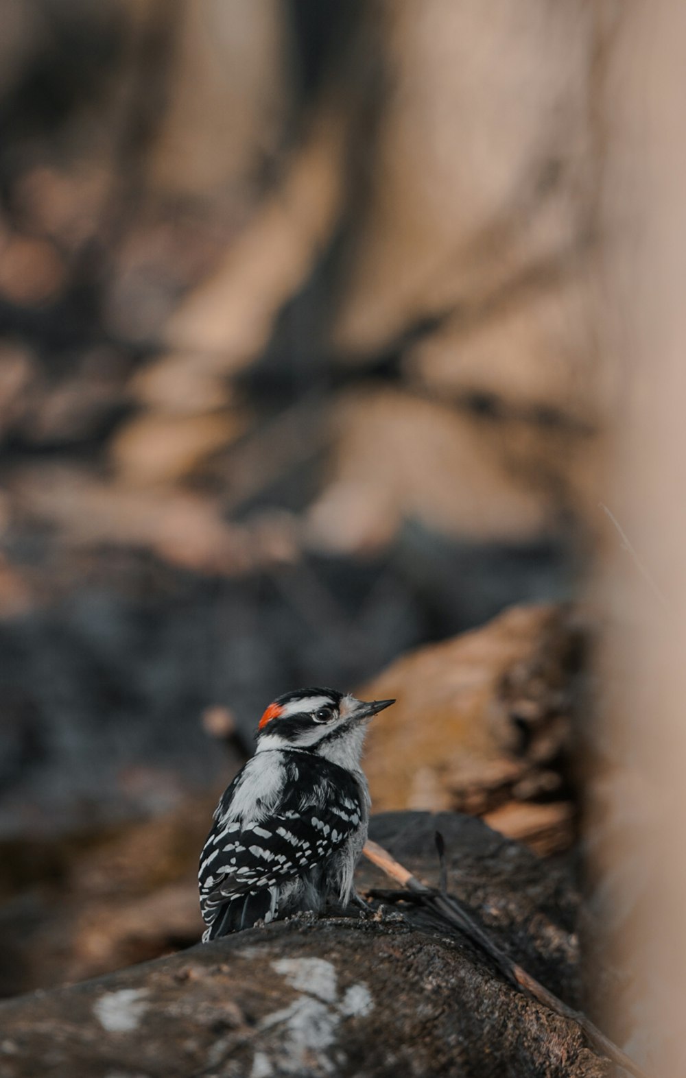 a small bird sitting on top of a rock