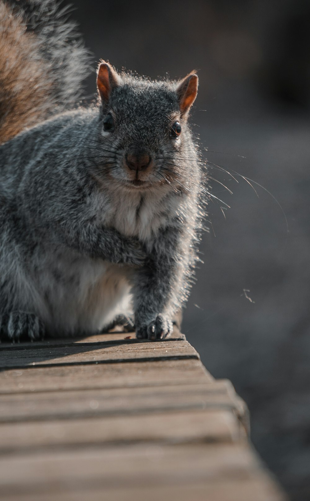 um esquilo está sentado em um banco de madeira