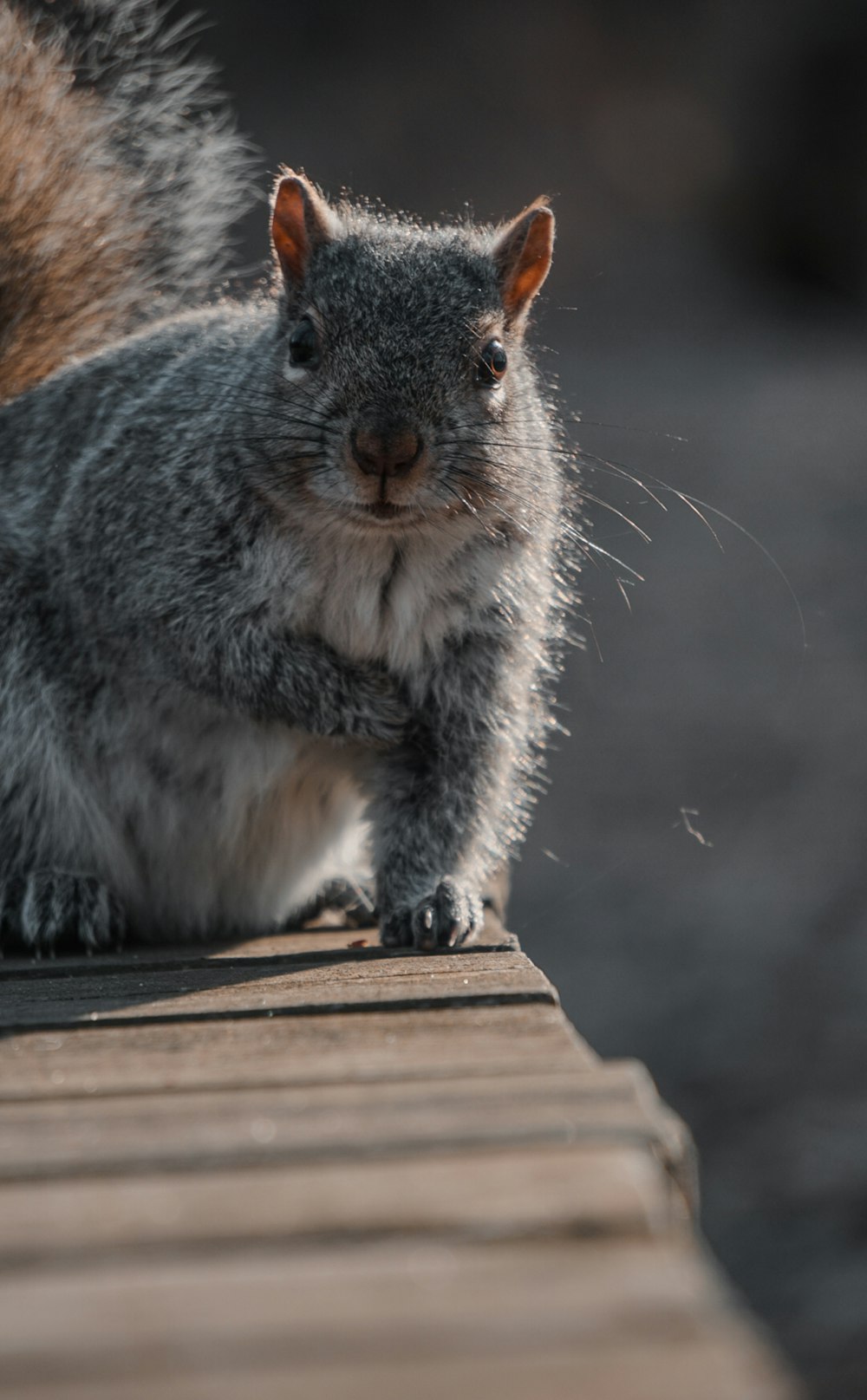 a squirrel is sitting on a wooden bench