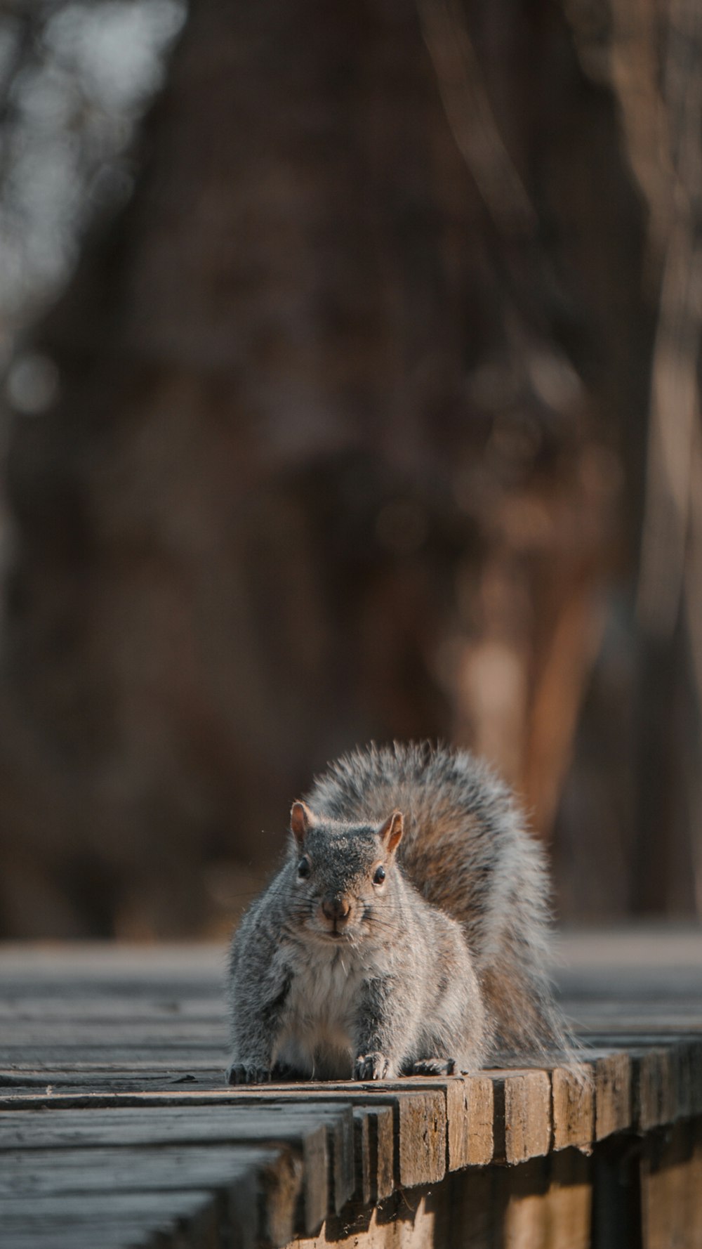 a squirrel is sitting on a wooden bench