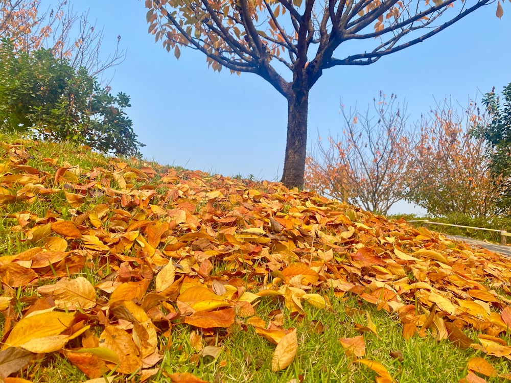 a tree that is sitting in the grass