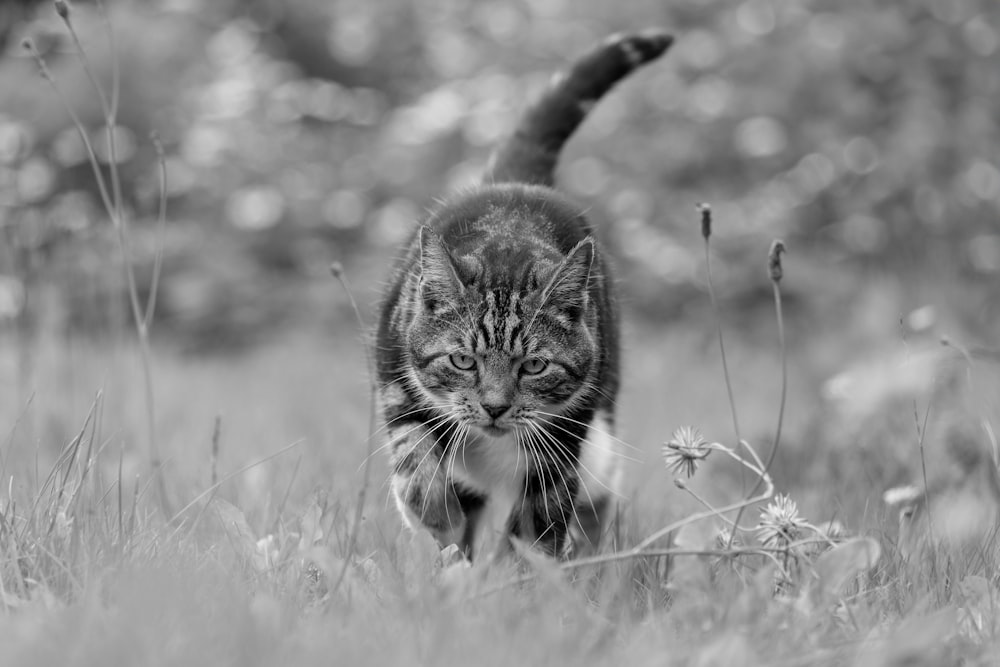 a black and white photo of a cat walking in the grass