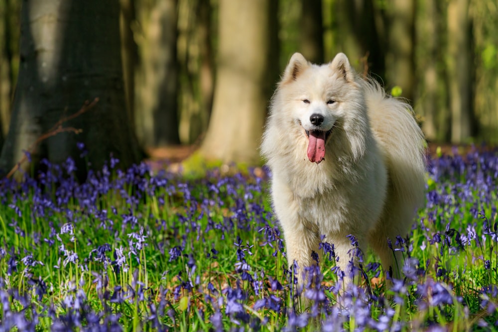 a white dog standing in a field of blue flowers