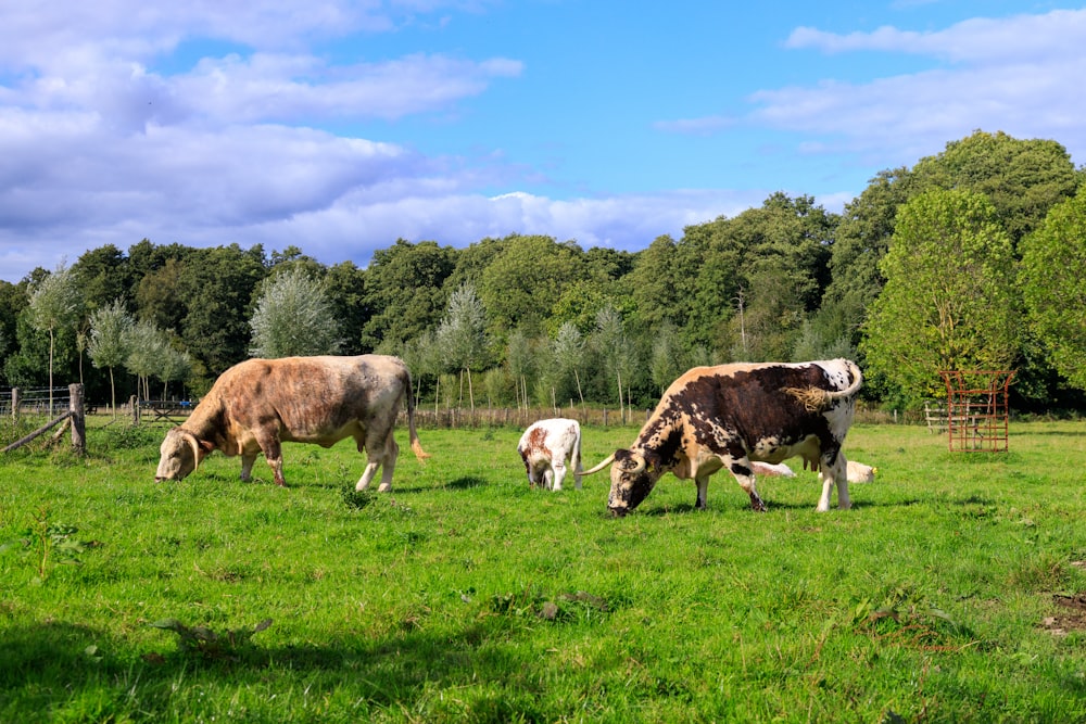 a group of cows grazing on a lush green field