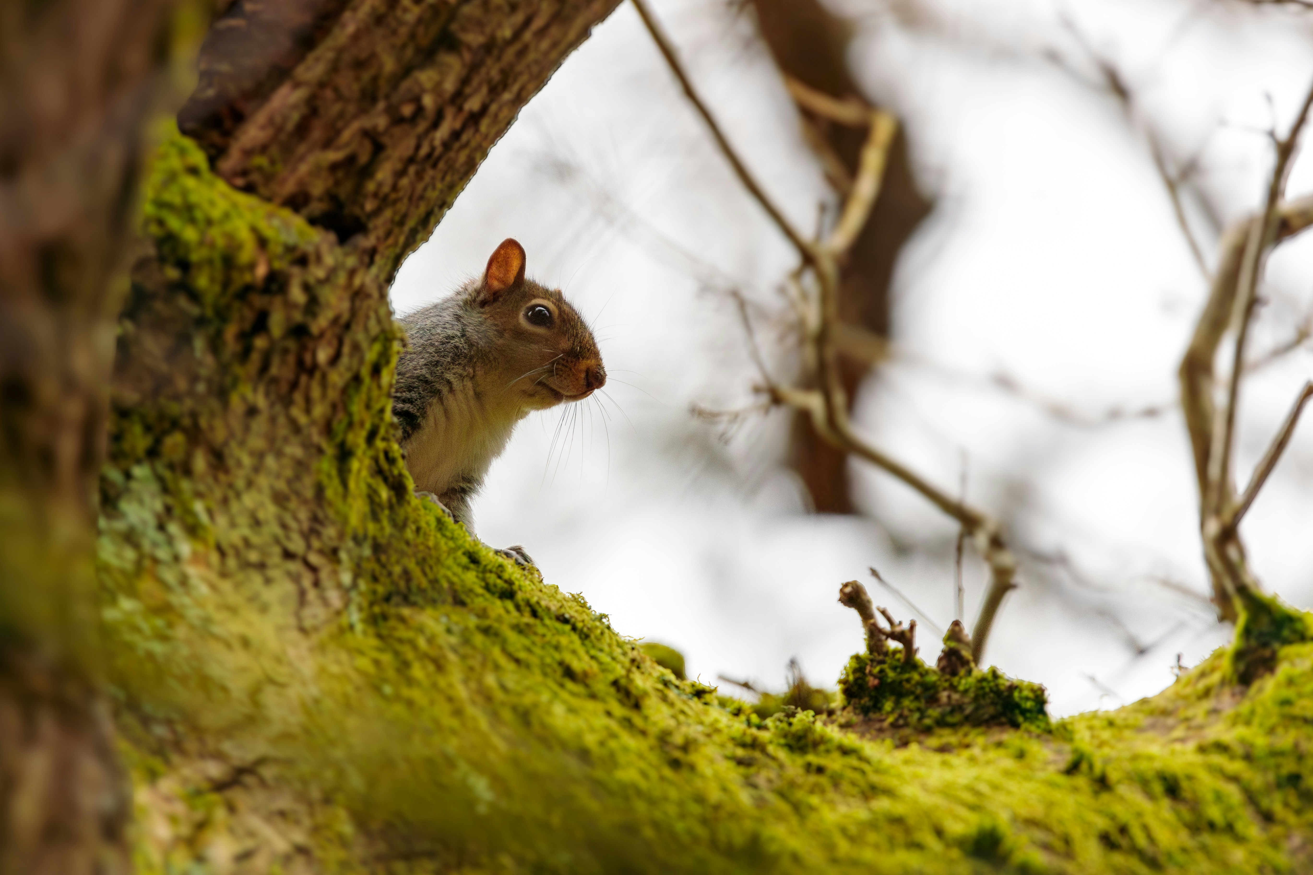 A squirrel looking out from behind a tree, surrounded by 2 branches that are covered in moss.