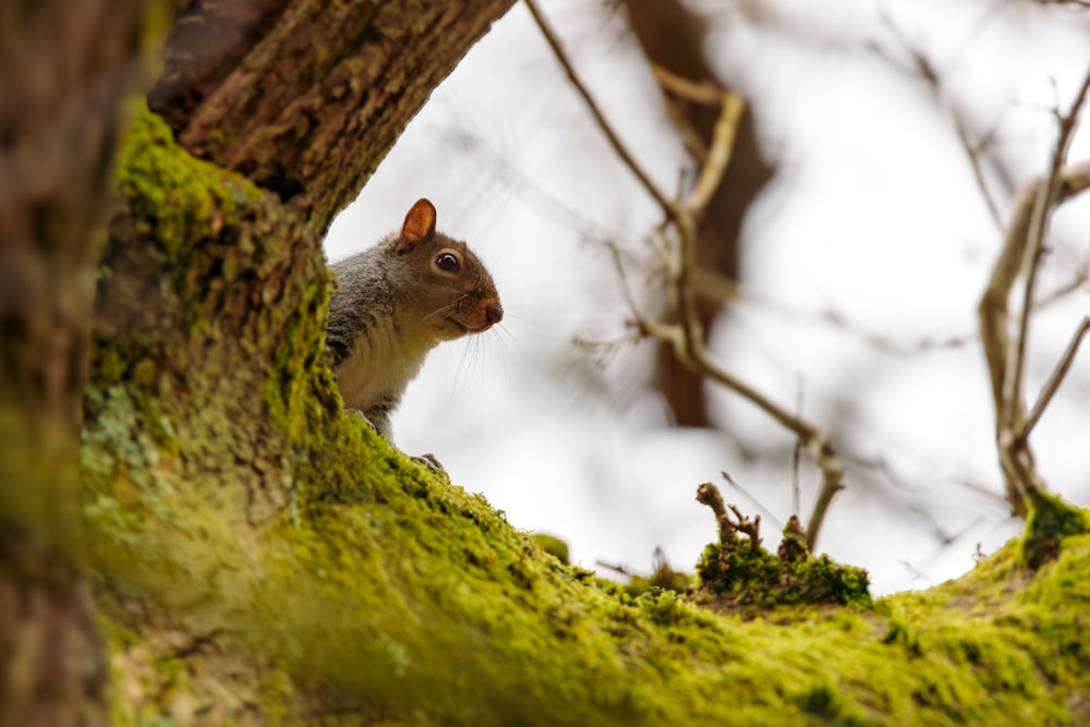 a squirrel is peeking out of a mossy tree