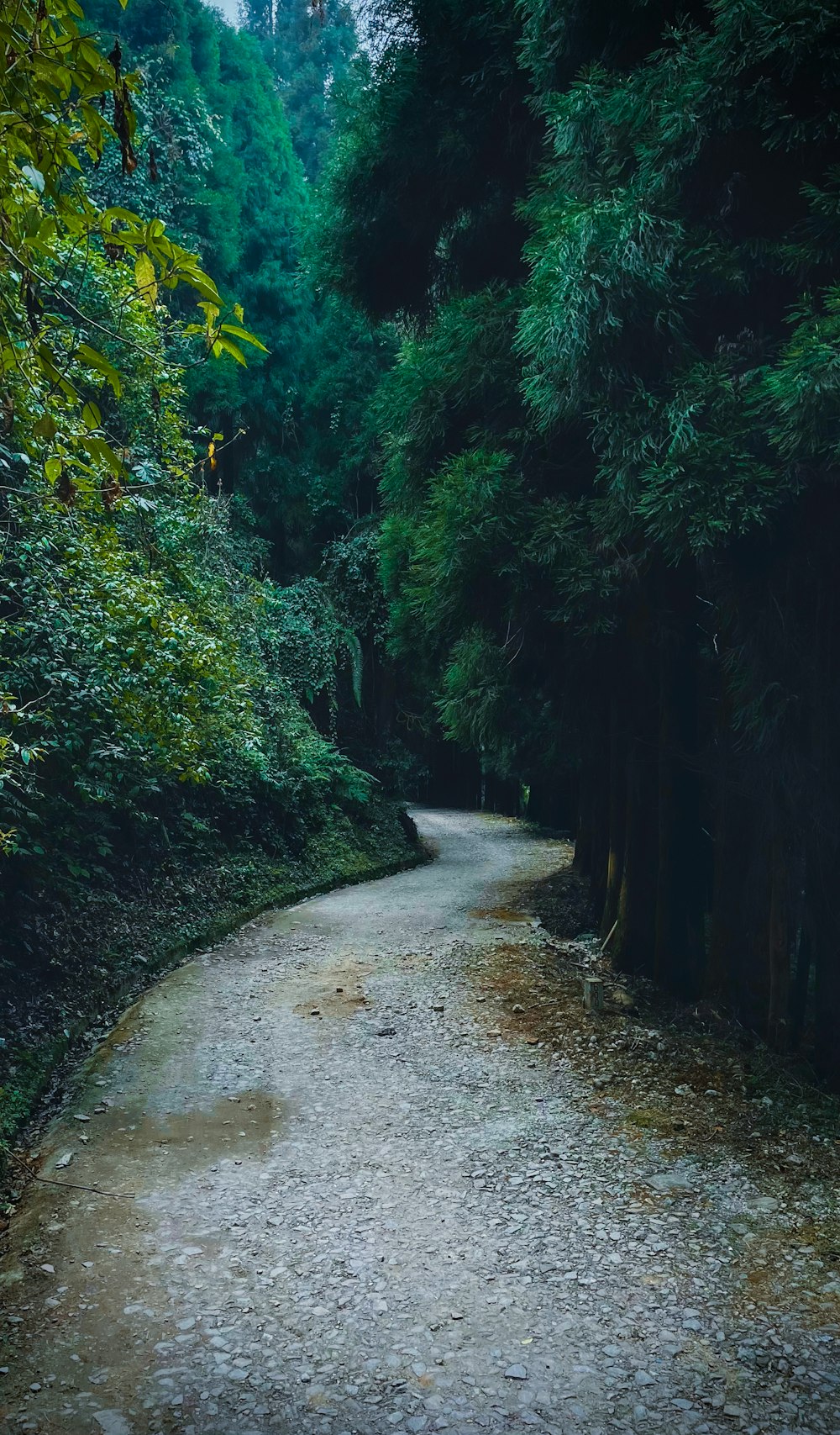 a dirt road in the middle of a forest