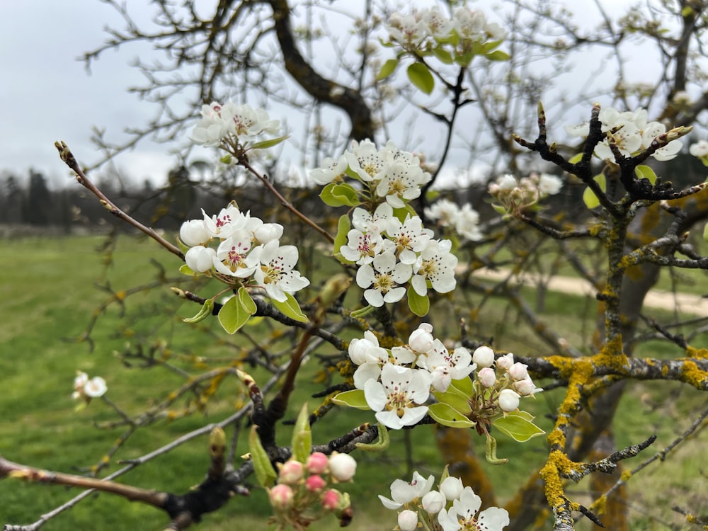 a tree with white flowers in a grassy field