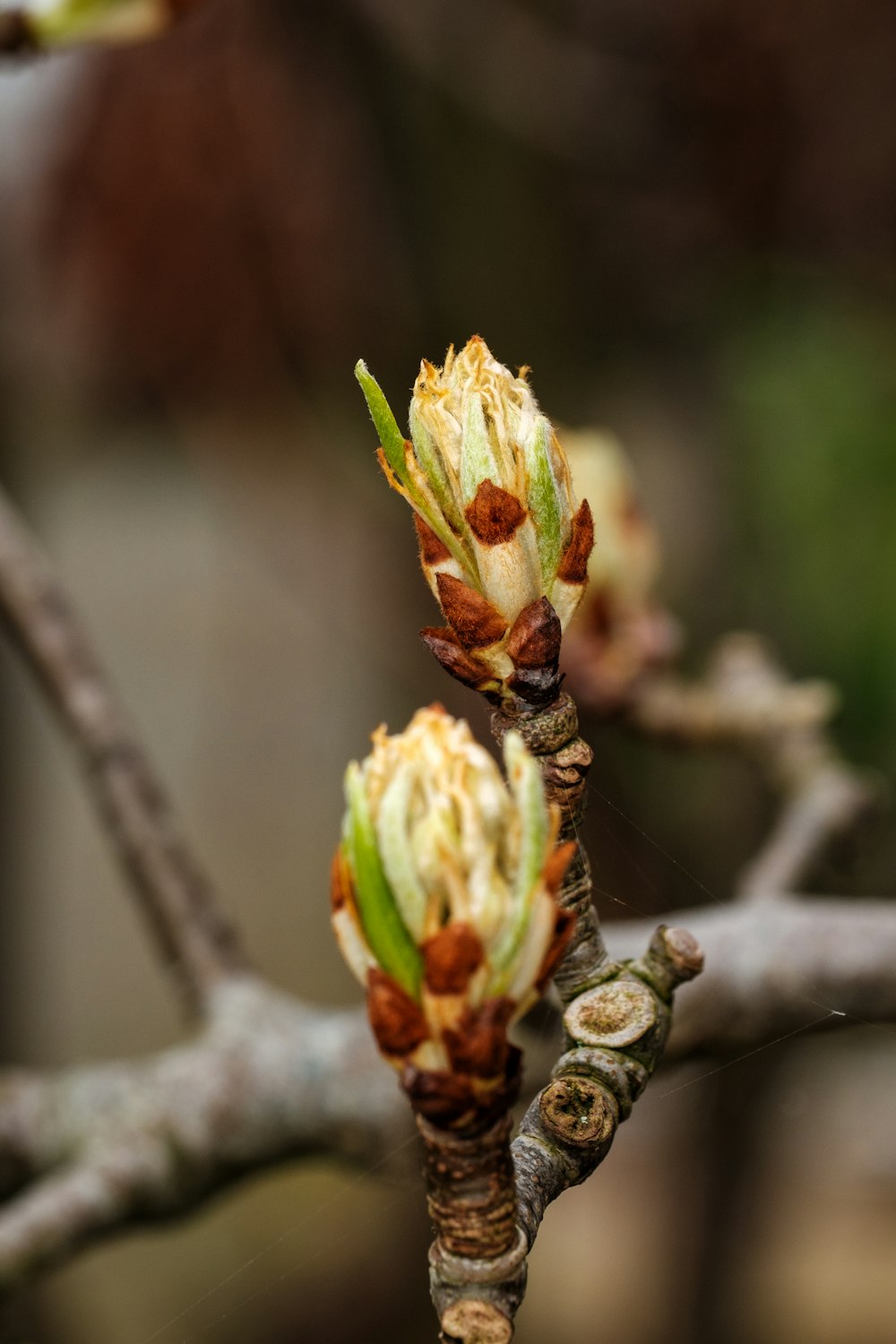 the buds of a tree are starting to open