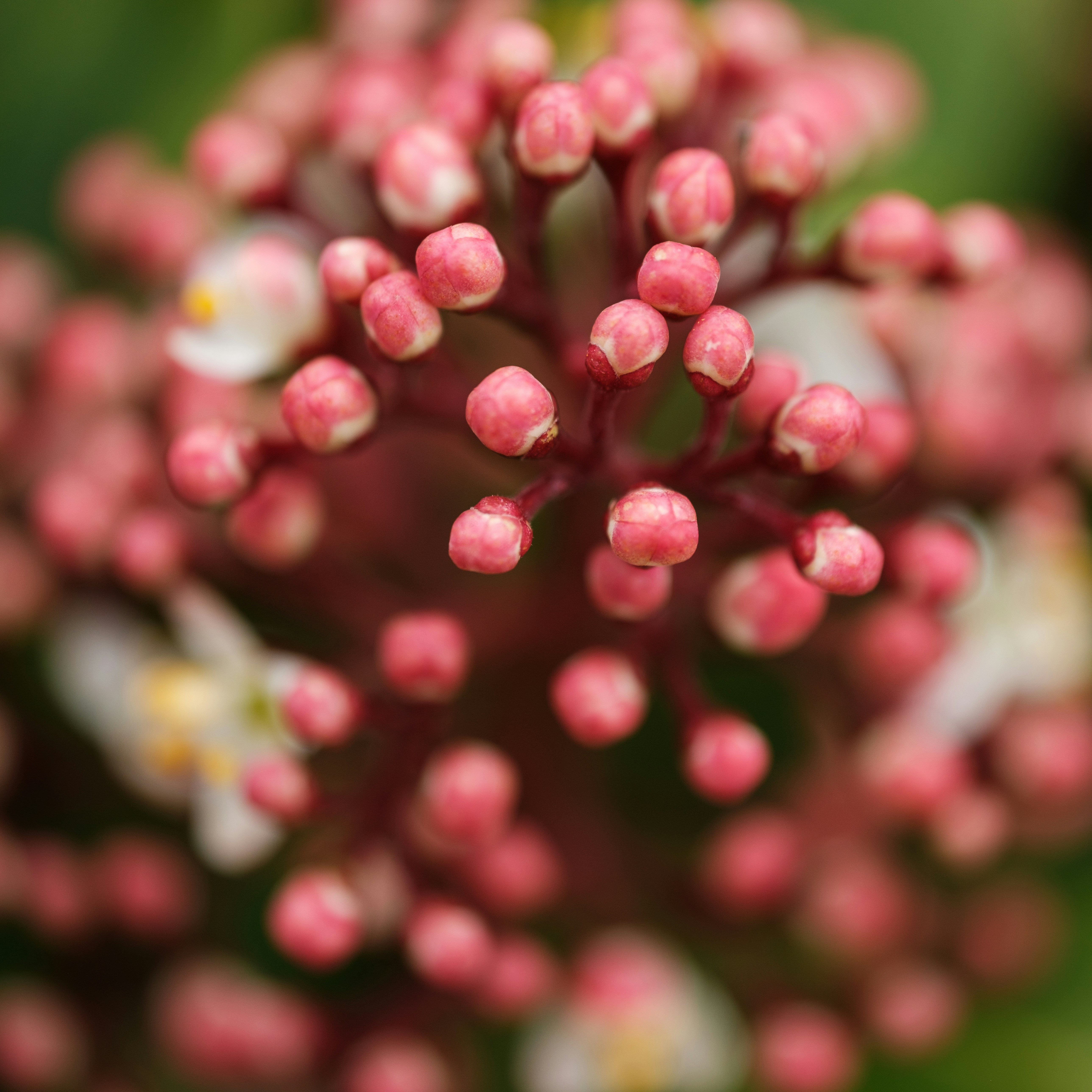 Photo by haberdoedas2