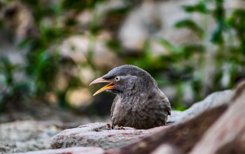 a bird sitting on top of a rock next to a forest