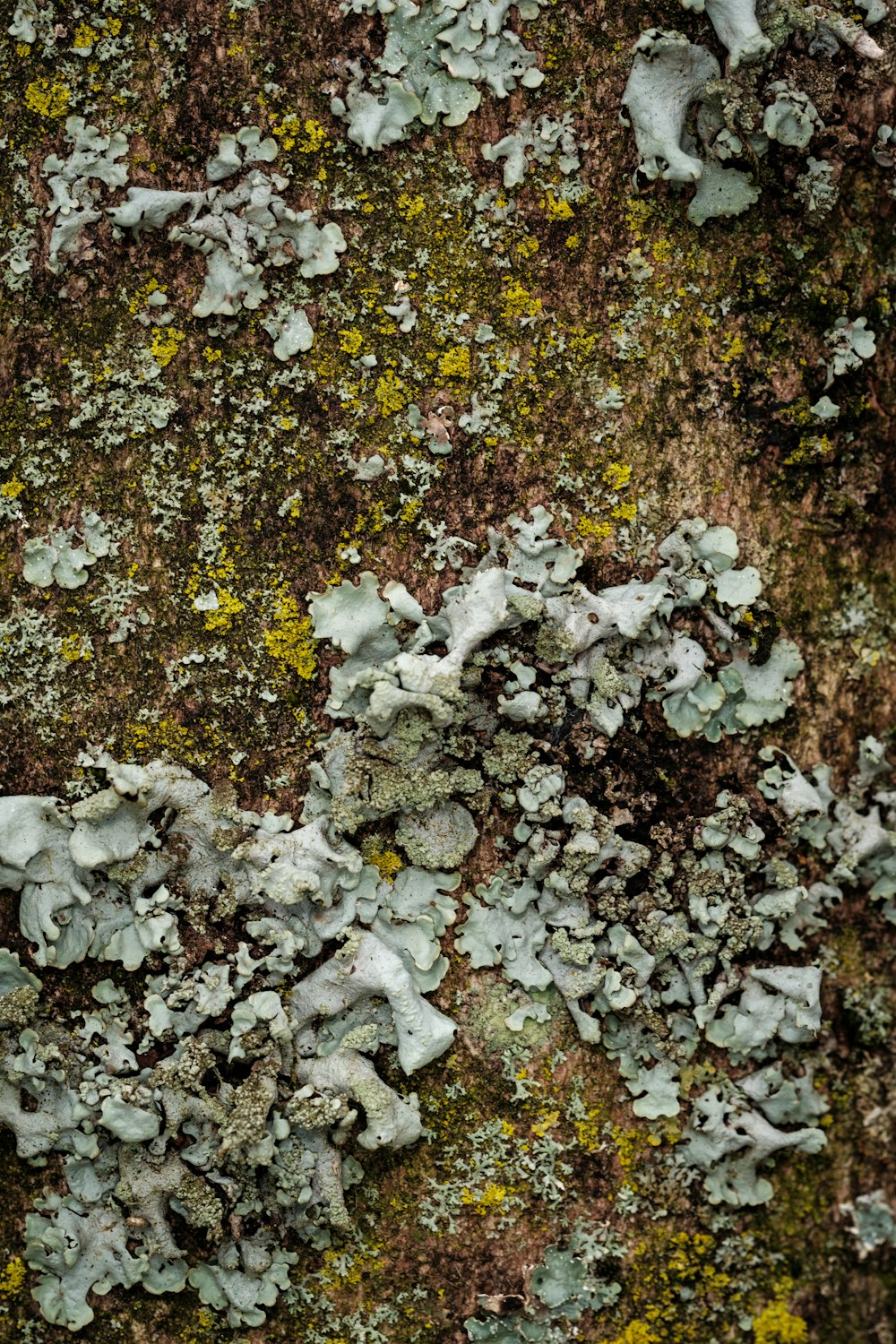 lichen and moss growing on a rock wall