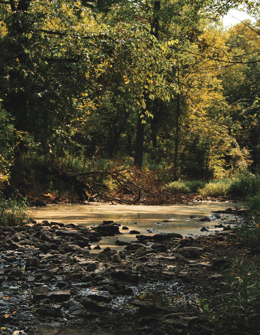 a river running through a lush green forest