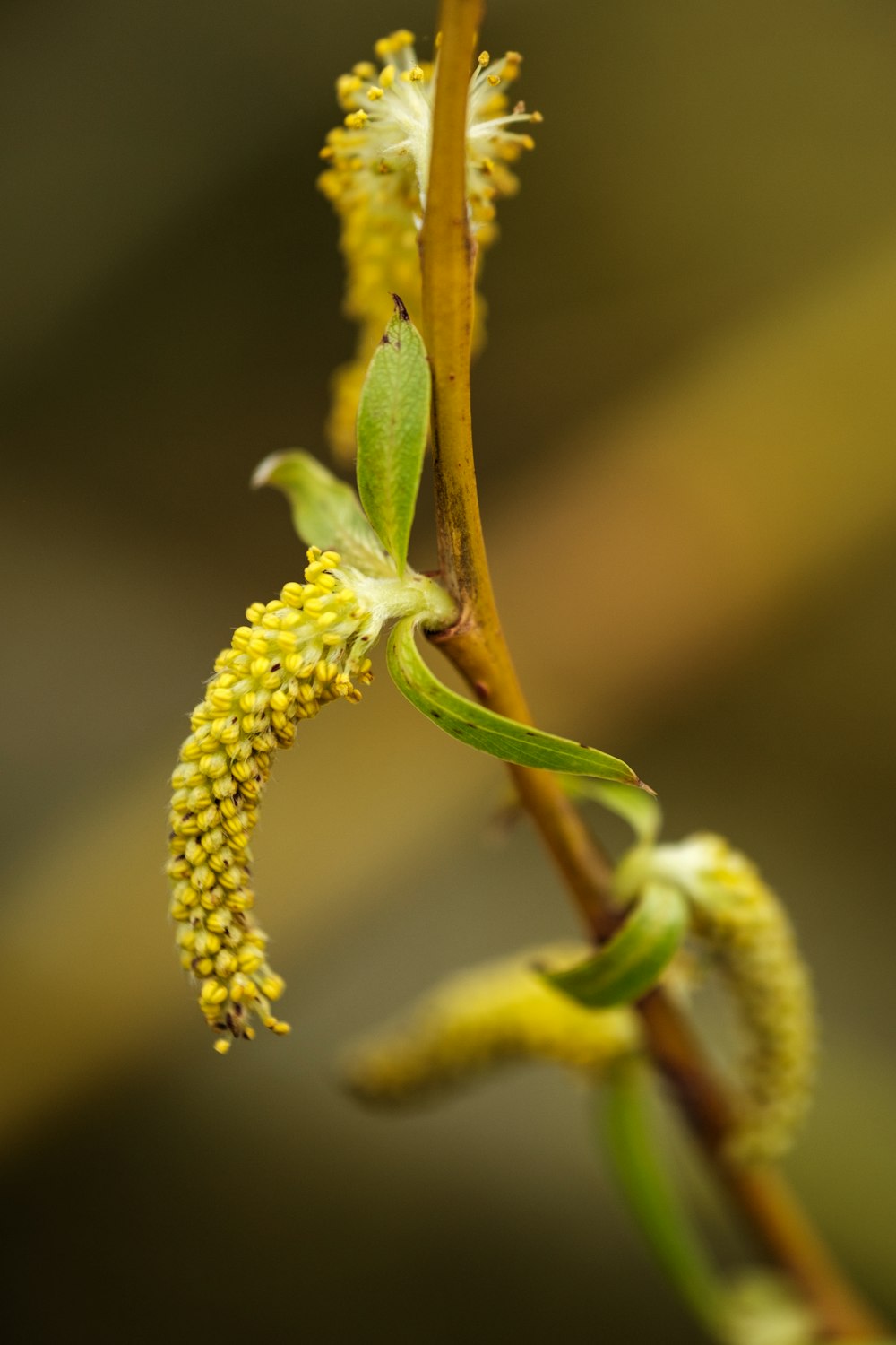 un primo piano di una pianta con fiori gialli